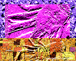CARAPACES FESTIVES 1.gif